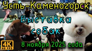 Выставка собак. Усть-Каменогорск, 8 ноября 2025 года.