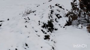 Саженцы с Вальберес. Домашние хлопоты.