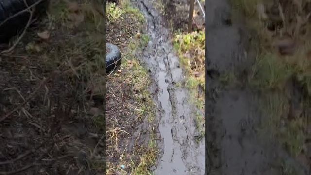 Спасение «Зелёной дачи»: Битва с карельским болотом.