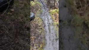 Спасение «Зелёной дачи»: Битва с карельским болотом.