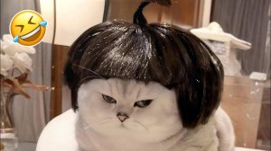 #смешныевидео -149