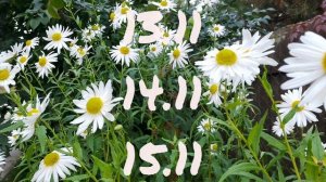 Лунный календарь для цветоводов с10.11-16.11.25г.