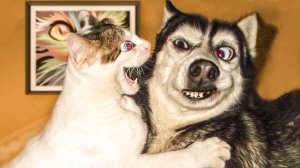 Лучшие приколы с кошками😸 Кошки😸 Животные😸Собаки🐺 Смешное видео!
