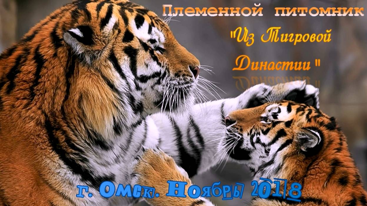 Ноябрьская прогулка "тигрисов". 2018