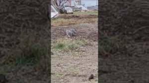 Kote  в деревне 3