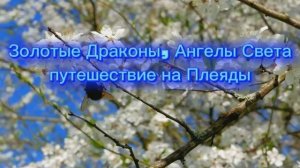 Золотые Драконы и Ангелы Света Путешествие на Плеяды 18.10.2025г (171 Послание)