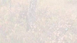 Клюква 27.09.2025