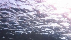 подводный мир