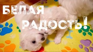 Бишон фризе: первые 30 дней жизни. Рождения щенков в питомнике "Агнелль Де Неж". Уход и развитие.