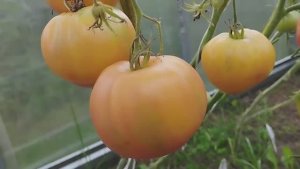 Обзор новых сортов томатов в теплице. г. Киров