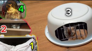 4 способа тюрьмы для кота!