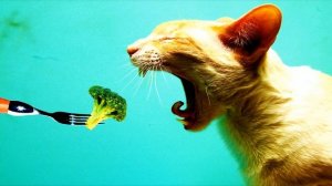 Jim Ottaway - Diamonds in the Rain