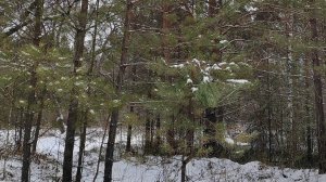 МОЛИТВА В ЛЕСУ / ОДИН ДУХ С БОГОМ || PRAYER IN THE FOREST / ONE SPIRIT WITH GOD