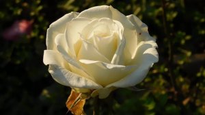 06=11=2025 кмр   ПВН  (91)