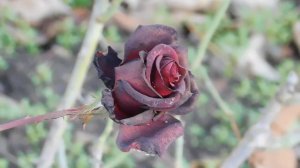 06=11=2025 кмр   ПВН  (116)