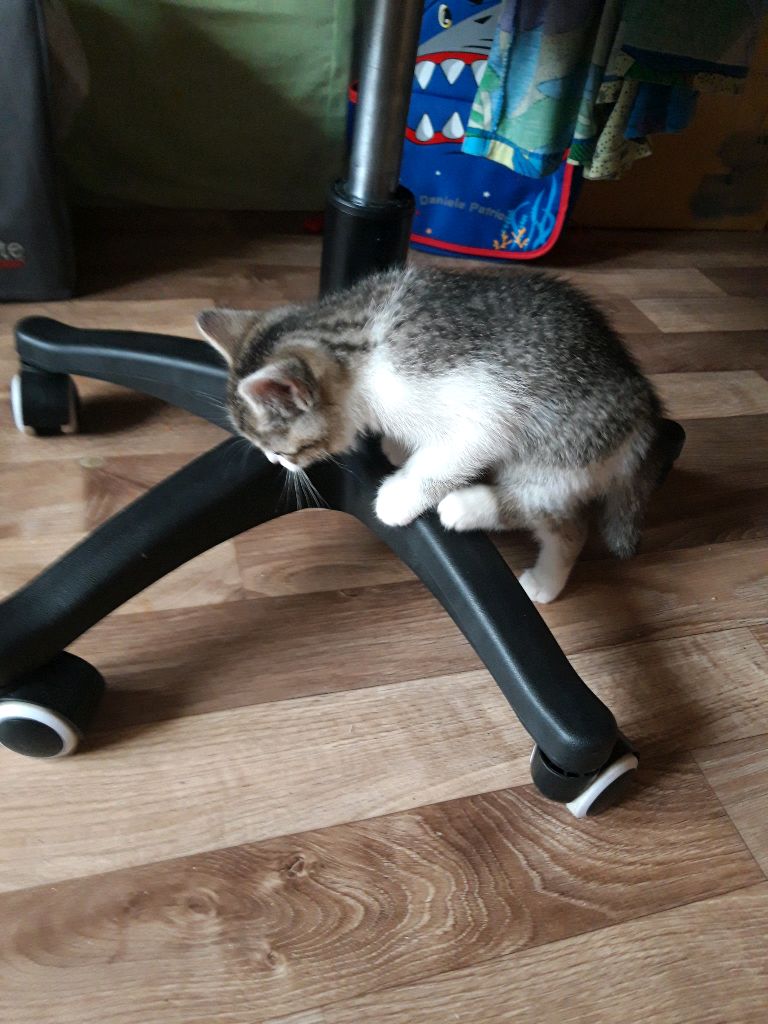 стрим с кисой смотреть онлайн