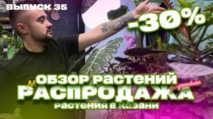 Обзор и распродажа комнатных растений в Казани!