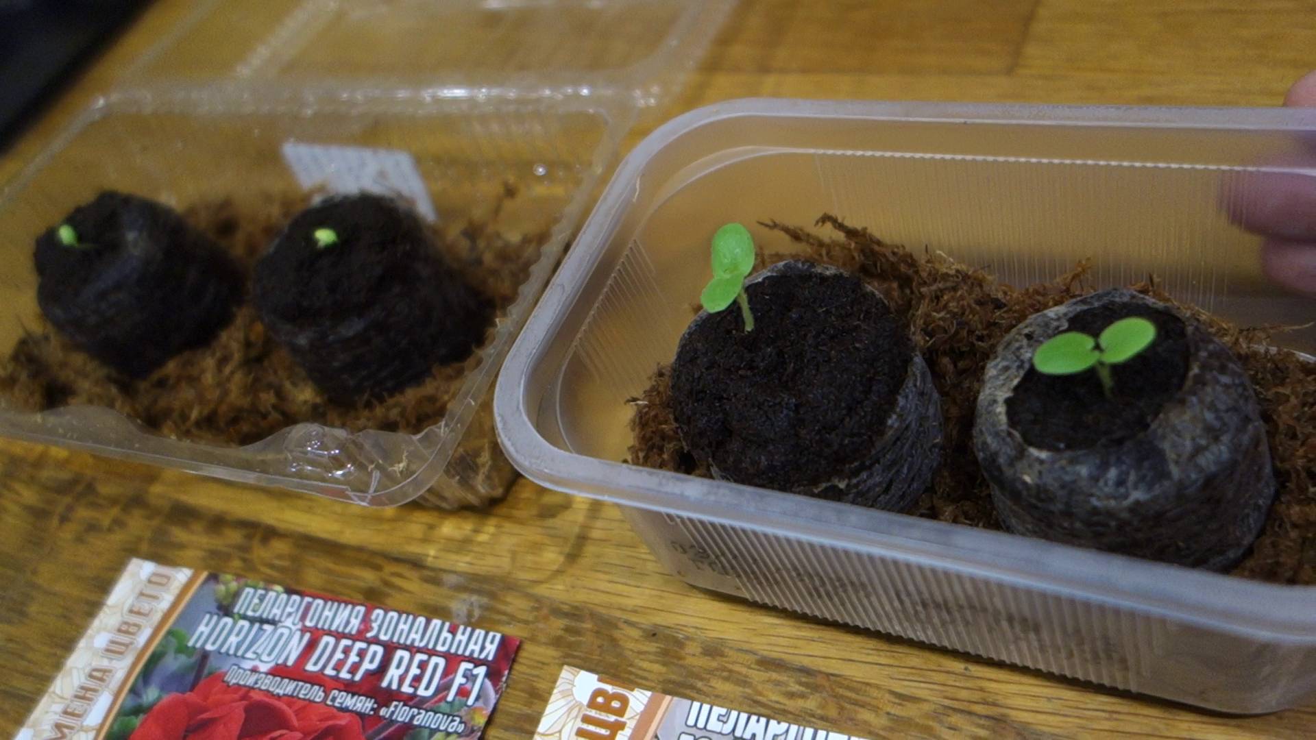 Что Посею в Ноябре 2025 Пеларгония Герань из Семян Легко и Просто