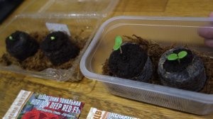 Что Посею в Ноябре 2026 Пеларгония Герань из Семян Легко и Просто