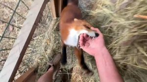 Лиса-Алиса. Лис Игнис поймал руку или рука поймала Игниса