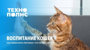 Комета-загадка | Травля коров в Дании | Ошибки в воспитании кошек. Технополис