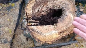 CODIT - компартментализация не сработала и гниение идет до основания дерева.