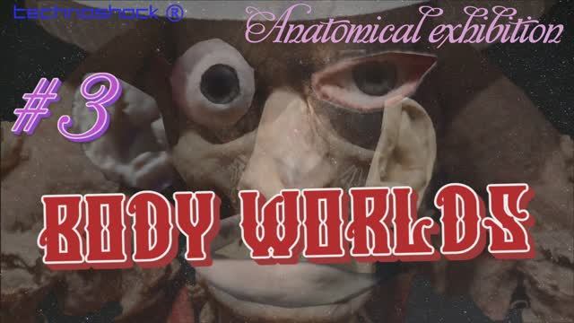 Анатомия. Человек. Система. Тело. 3. Выставка. BODY WORLDS. Наука. Медицина. Пластинация. Органы