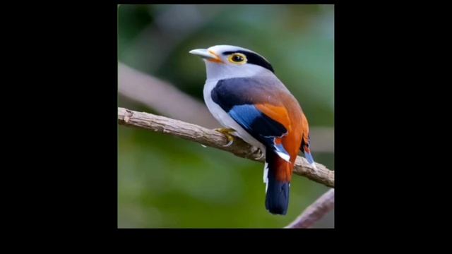 NeSergey - Люди не летают