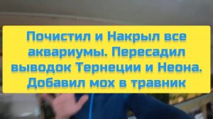 ПОЧИСТИЛ И НАКРЫЛ ВСЕ АКВАРИУМЫ, ПЕРЕСАДИЛ ВЫВОДОК ТЕРНЕЦИИ И НЕОНА, ДОБАВИЛ МОХ В ТРАВНИК