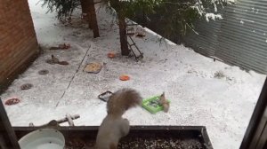 субботний вольный зоопарк