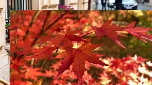 Любовь не стареет