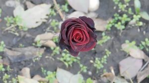 06=11=2025 кмр   ПВН  (102)