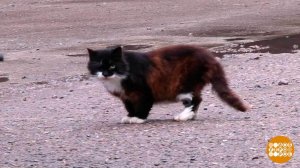 Не бросайте тех, кого приручили! Доброе утро. Суббота. Фрагмент выпуска от 08.11.2025