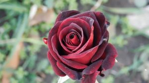 06=11=2025 кмр   ПВН  (108)