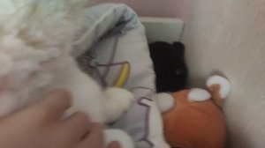 самый не придсказуи́мыи́ кот