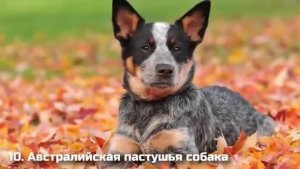 САМЫЕ УМНЫЕ СОБАКИ В МИРЕ / ТОП 10