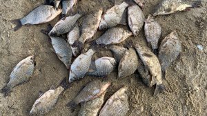 рыбалка на фидер карась и сазан