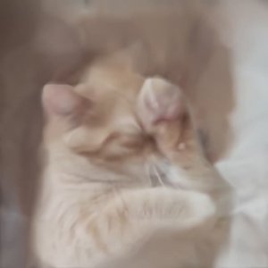 эдит с моим котиком и котиком друга :)