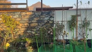 Фото забор почти установила и мне очень даже понравилось.