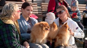 В Новом Херсонесе состоялась вторая благотворительная выставка собак