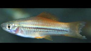 Лечение болезней аквариумных рыбок!Профилактика.