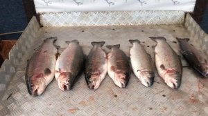 итоговый улов форели