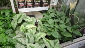 Обзор на цветочки в Лемана Про