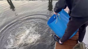 08.11.25. Второе зарыбление VIP зоны форелью.