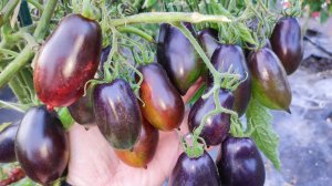 Этот томат один из любимых Гномов, сажаю каждый год