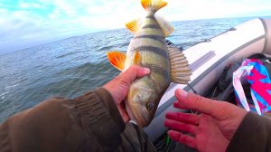 КРУПНЫЙ СУДАК... КИЛО-ОКУНЬ!!! РЫБАЛКА ЖОР - РАЙ ДЛЯ СПИННИНГА!!