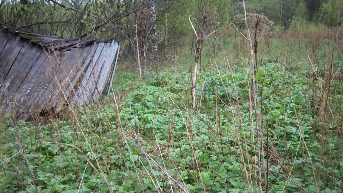 По огородам с ScorЫМ в поисках монет