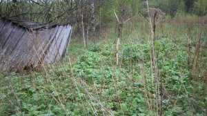 По огородам с ScorЫМ, в поисках монет