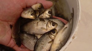 ЛОВЛЯ ЖИВЦА КАРАСЯ НА ПОДЪЁМНИК,ПАУК.Заготовка живца на зиму.