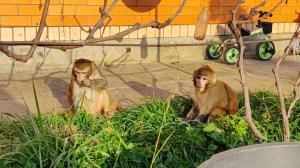 Любимые обезьянки на свободном выгуле во дворе